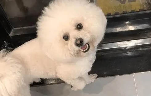 比熊和泰迪到底哪个好养