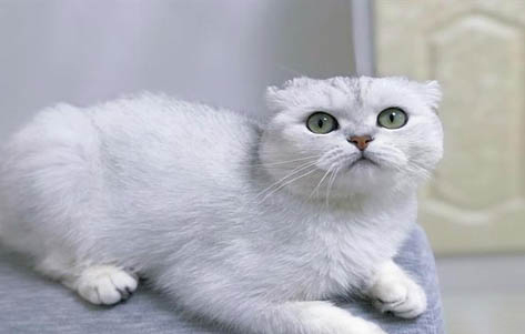 折耳猫每天都很痛苦吗