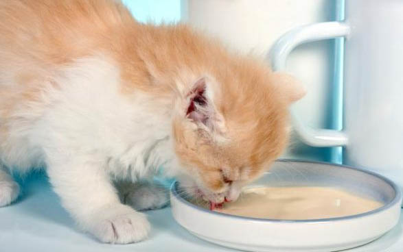 小猫流眼泪用什么药