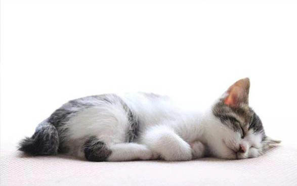 一般的猫咪,能活多少年的寿命