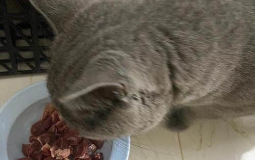 小猫可以吃什么水果