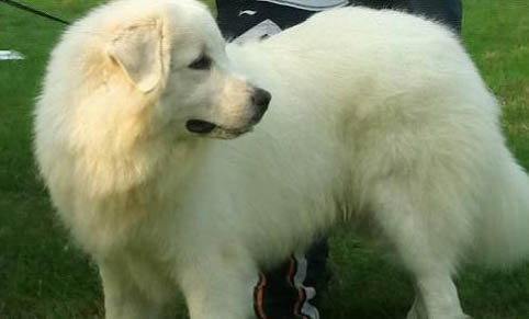 大白熊犬价格 大白熊犬多少钱一只