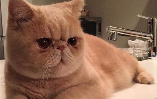 加菲猫多少钱一只幼崽