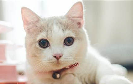 猫咪夏天会吃得少吗为什么