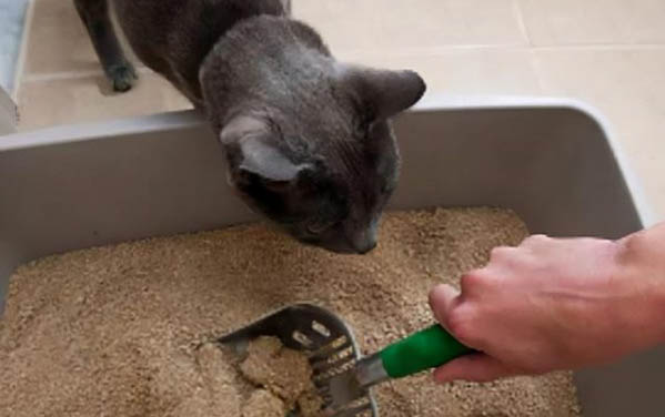养猫其实是猫选择主人?