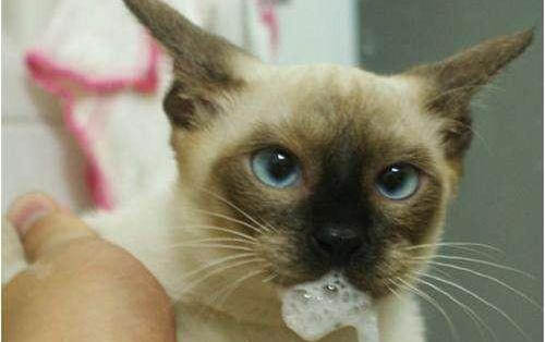 猫咪叫声沙哑而且叫声很小是怎么回事啊?