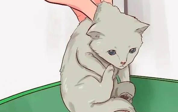 猫咪应激会尿血吗