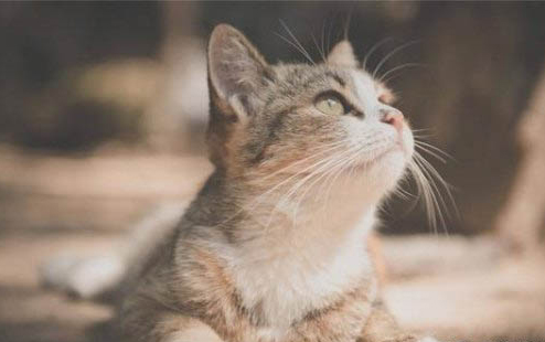 小猫咪能吃面包吗