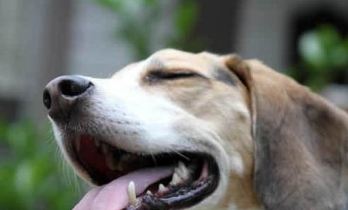 泰迪幼犬多久剪一次指甲