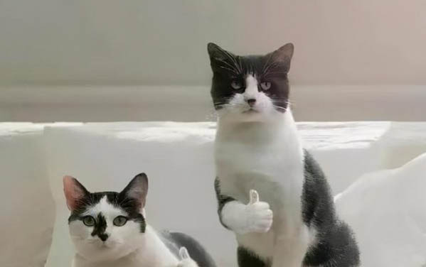 小猫打完疫苗流鼻涕有眼屎是怎么回事
