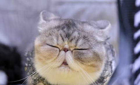 犬猫乳房肿胀的原因及处理方法