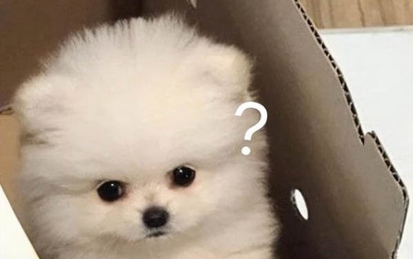 四种不掉毛的大型犬