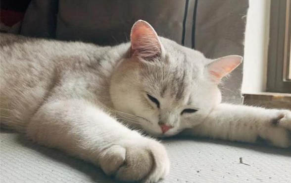 刚出生的小猫喝羊奶能活吗