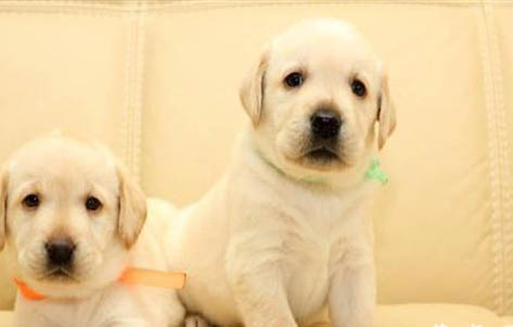 大型犬幼犬吃多少狗粮