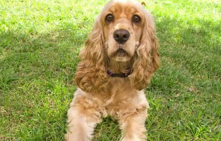孕犬可以体外驱虫吗