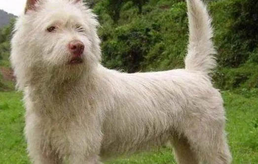 下司犬老掉毛的原因及处理方法