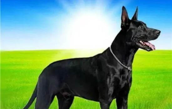 黑狼犬优点与缺点