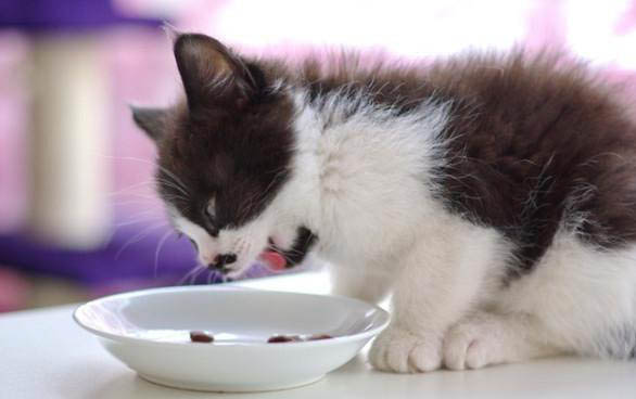 猫咪得了猫传腹是什么症状