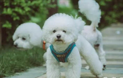 比熊成犬一天吃多少