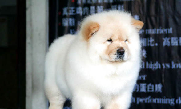 松狮犬有狂犬病毒能活多久