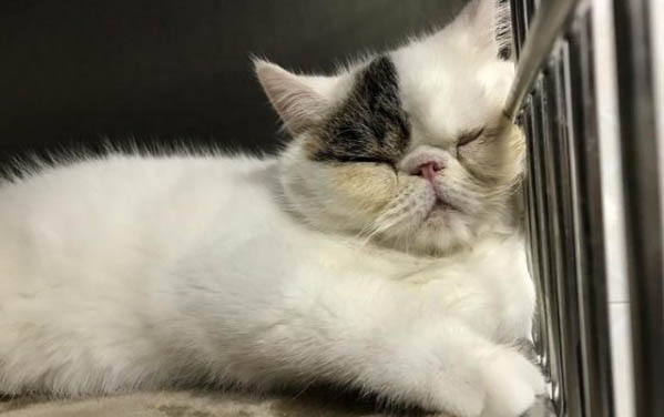 猫吃了虫子会怎么样?
