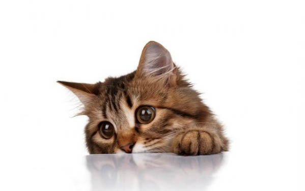 仓鼠可以吃猫条嘛