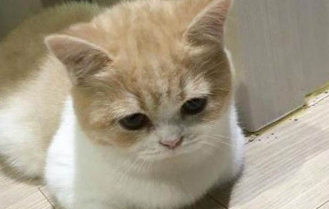 猫咪的禁忌食物都有哪些，哪些不能吃