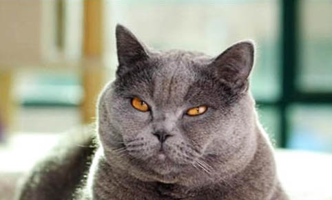 猫咪吐了半消化的猫粮是什么原因引起的