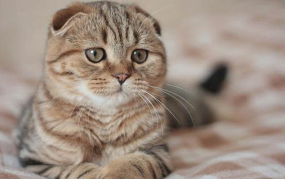 刚出生的小猫人工喂养能养活吗?