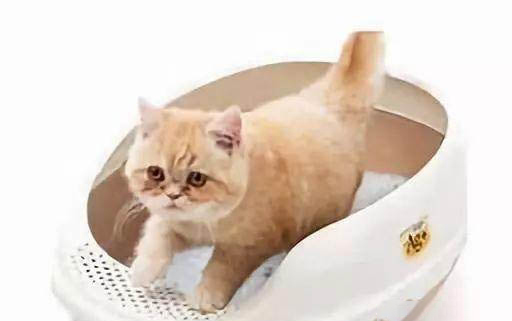 猫怀孕后有什么反应吗