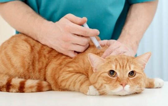 14w豆腐猫砂多少钱一斤?