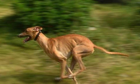 灵缇犬的性格外貌特征