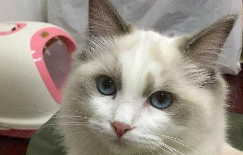 如何给猫咪喂药