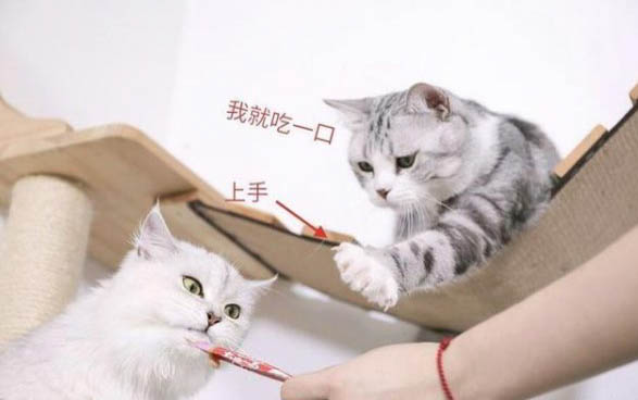 猫头鹰多少钱一只