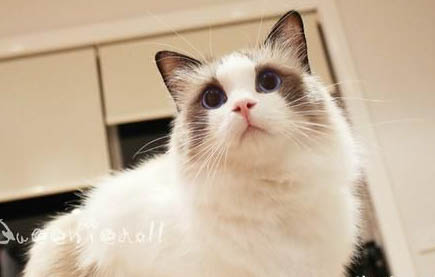 猫洗澡要多少钱