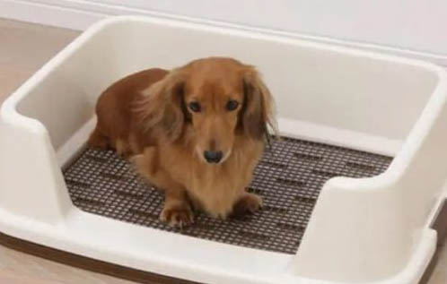 幼犬萨摩耶多少钱一只