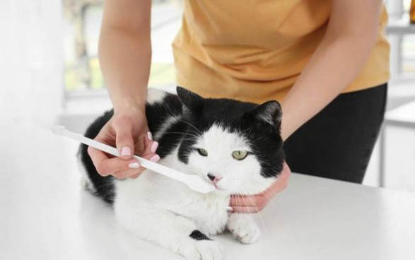 小猫吐泡沫怎么回事