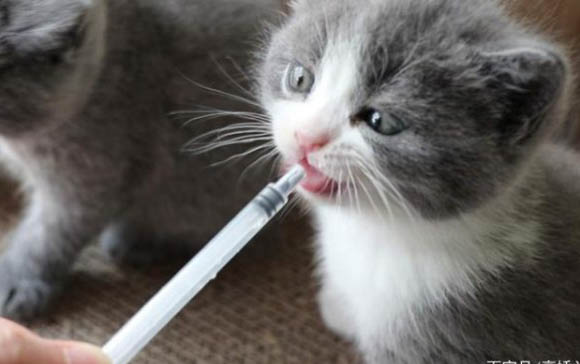 小猫一年生几窝