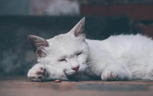 猫咪突然不活泼了鼻子干