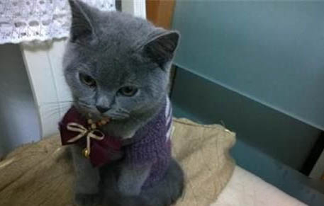 怎么让猫咪胃口大开,猫喜欢吃的食物有哪些?