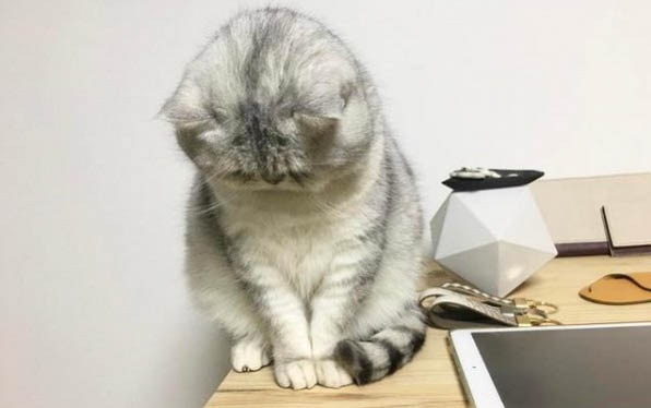 小猫踩奶被是什么意思
