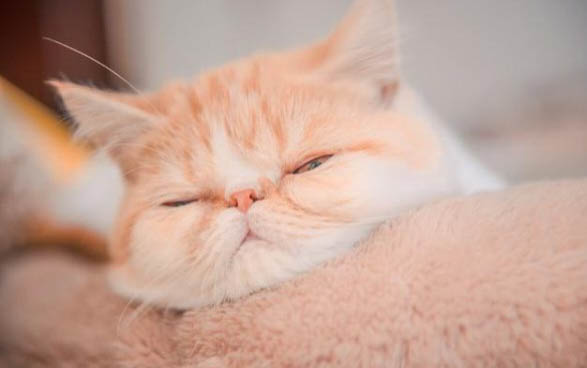 猫总吐是咋回事啊