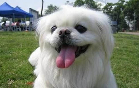 北京犬多少钱一只