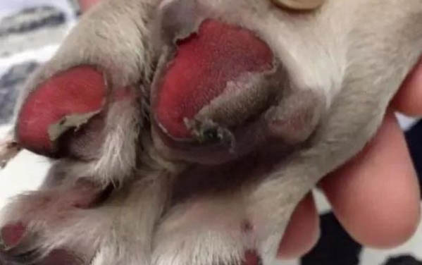 狗狗得病毒性喉炎怎么治疗