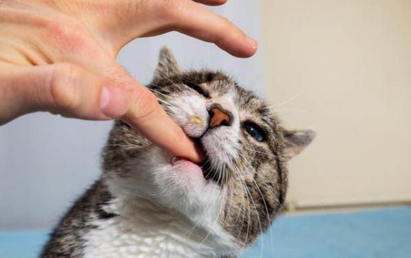 猫咪为什么会打干呕