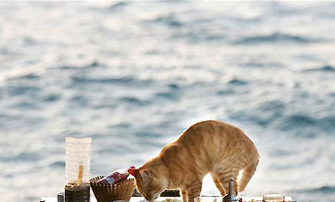 猫咪为什么会免疫失败