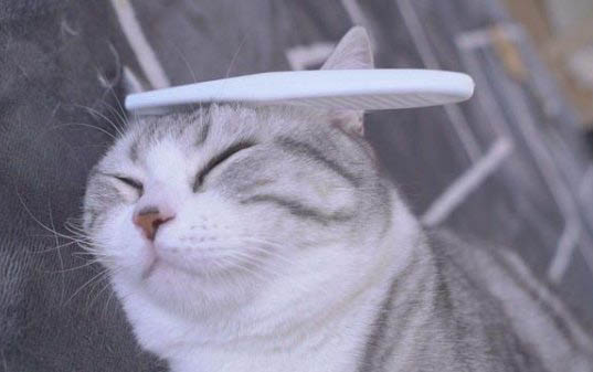 小猫便秘拉不出来怎么帮助它