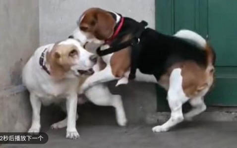 狗狗吃了洋葱多久没事就没事了