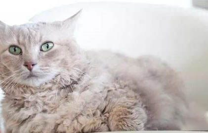 猫咪打喷嚏流鼻涕吃什么药效果好