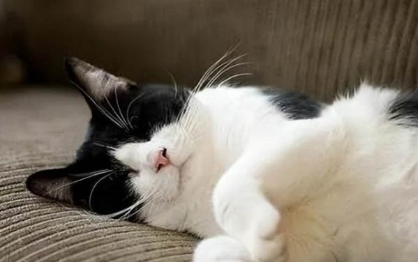 猫咪体外驱虫药狗狗能用吗